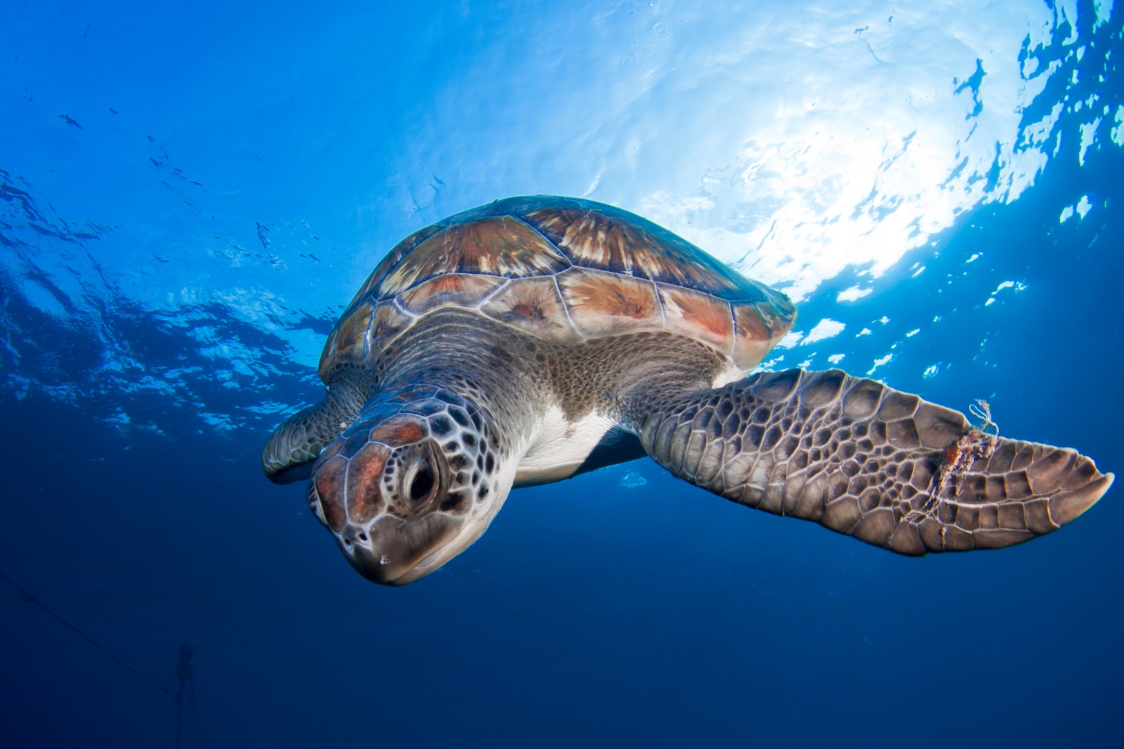 Turtle Computer Vision Research involving turtles challenges timeline of visual cortex ...